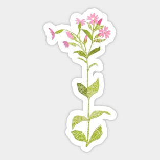 Field campion (full flower) Sticker